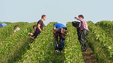 Picking-in-Chouilly-1st-October-2013