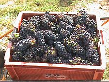 Benne-of-Pinot-Meunier225