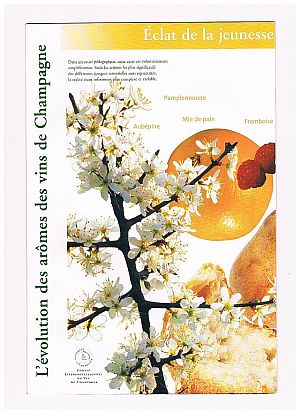 Development-of-aromas-1-300