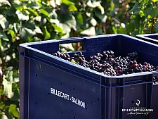 Harvest-benne-at-Billecart-Salmon225