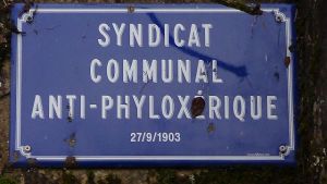 Phylloxera-sign-3-300