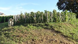 Vignes-en-foule-300