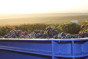 Case-of-Grapes-and-background300