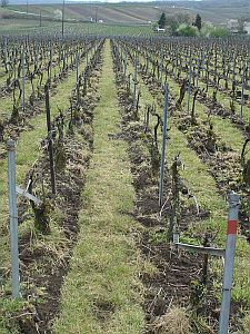 Labour-for-Glossary225