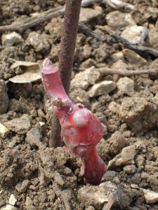 New-graft-covered-in-wax225