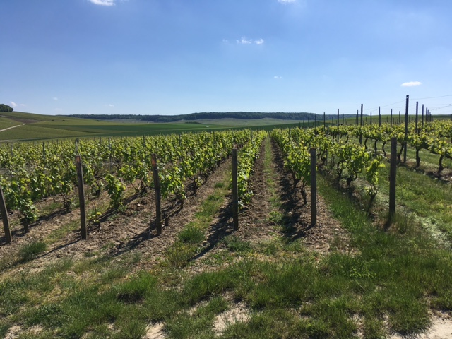 Traditional planting